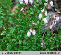 Daboecia cantabrica ‘Bellita’ (dabecja kantabryjska 