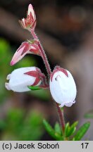 Daboecia cantabrica ‘Bellita’ (dabecja kantabryjska 