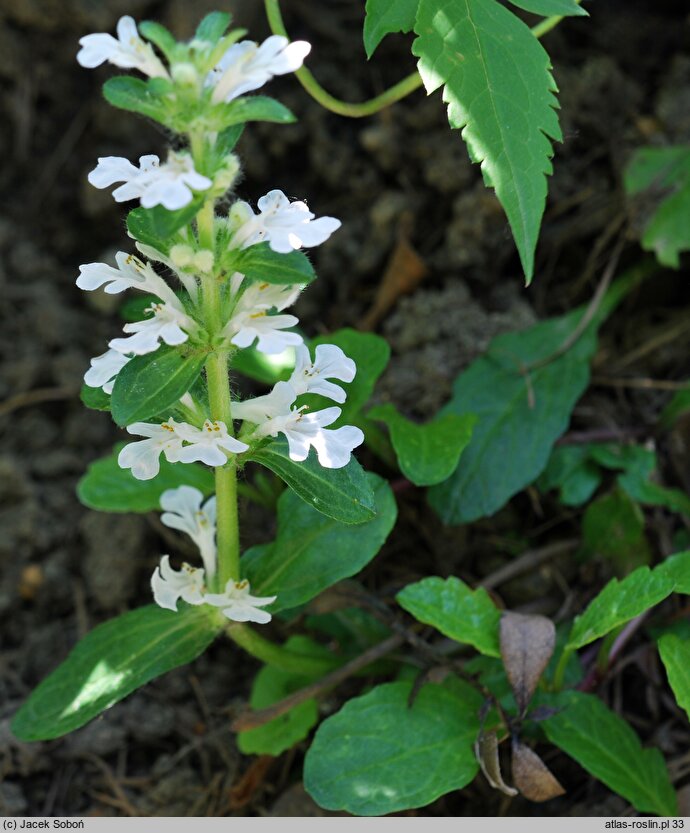 Ajuga reptans Alba