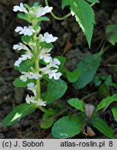 Ajuga reptans Alba