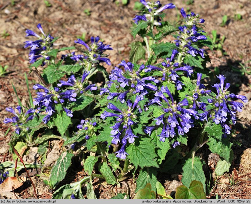 Ajuga incisa