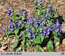 Ajuga incisa