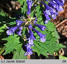 Ajuga incisa