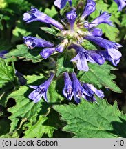 Ajuga incisa