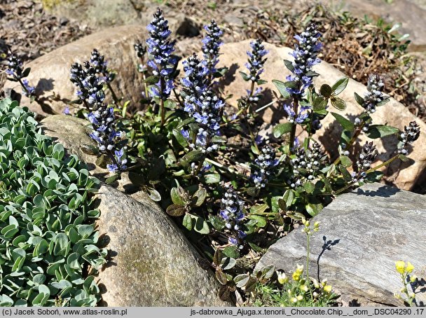 Ajuga tenorei (dąbrówka Tenora)