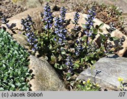 Ajuga tenorei (dąbrówka Tenora)