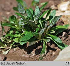 Ajuga tenorei (dąbrówka Tenora)