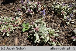 Ajuga tenorei Princess Nadia
