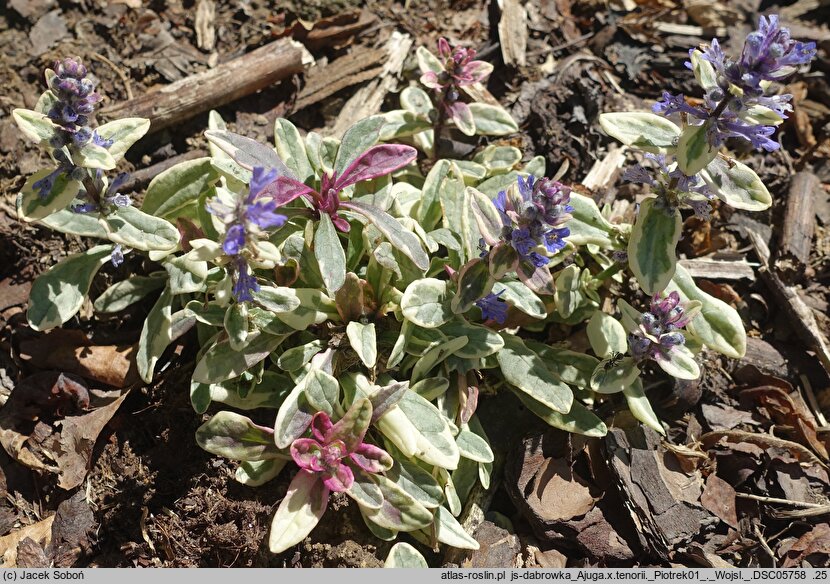 Ajuga tenorei Princess Nadia