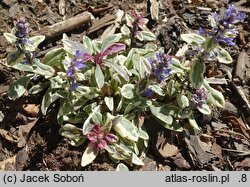 Ajuga tenorei Princess Nadia