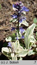 Ajuga tenorei Princess Nadia