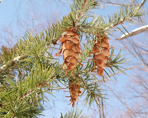 Pseudotsuga menziesii