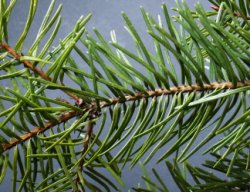 Pseudotsuga menziesii