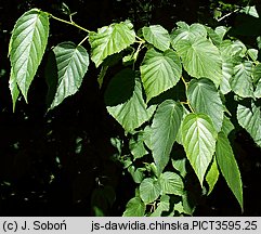 Davidia involucrata (dawidia chińska)