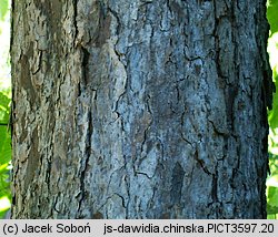 Davidia involucrata (dawidia chińska)