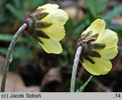 Dryas drummondii (dębik Drummonda)