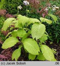 Hydrangea caerulea