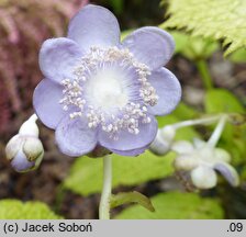 Hydrangea caerulea