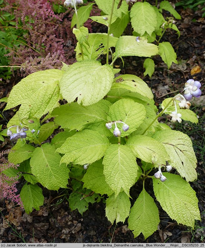 Hydrangea caerulea