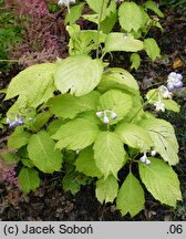 Hydrangea caerulea