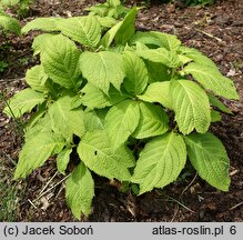 Hydrangea caerulea