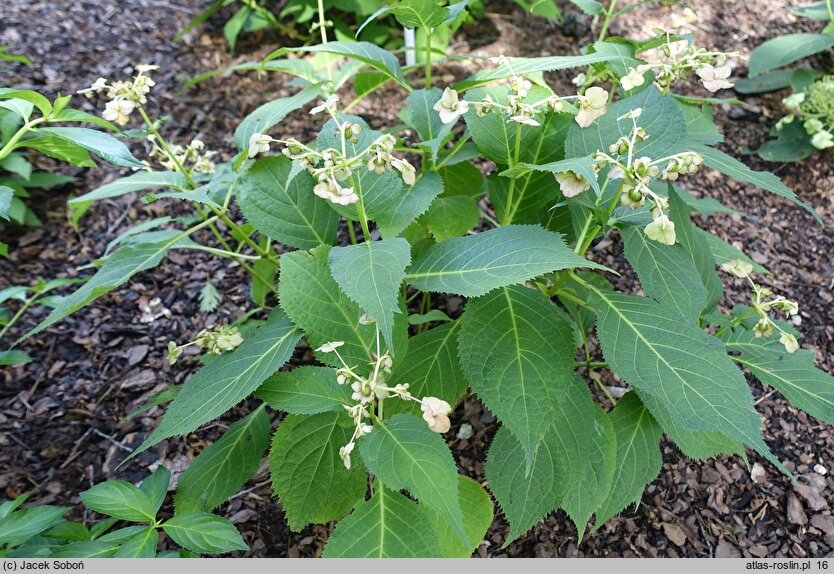 Hydrangea bifida Pink-kii