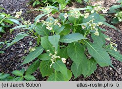Hydrangea bifida Pink-kii