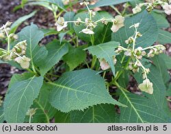 Hydrangea bifida Pink-kii