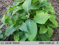 Hydrangea bifida Pink-kii
