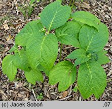 Hydrangea bifida (dejnante dwudzielna)