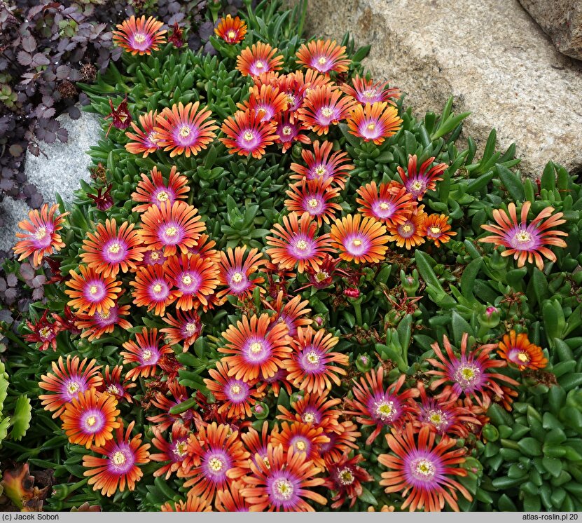 Delosperma Fire Spinner