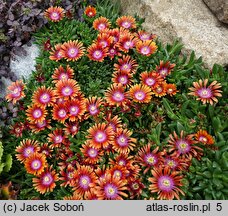 Delosperma Fire Spinner