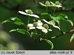 Cornus kousa ssp. chinensis (dereń kousa chiński)