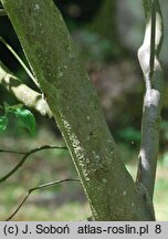 Cornus kousa ssp. chinensis (dereń kousa chiński)