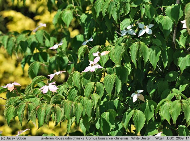 Cornus kousa ssp. chinensis White Duster