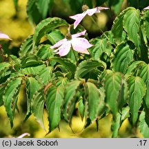 Cornus kousa ssp. chinensis White Duster