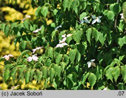 Cornus kousa ssp. chinensis White Duster