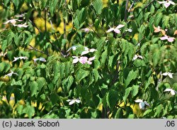 Cornus kousa ssp. chinensis White Duster