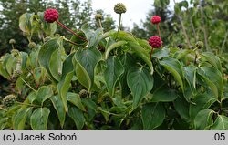 Cornus kousa ssp. chinensis Eurostar