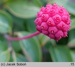 Cornus kousa ssp. chinensis Eurostar