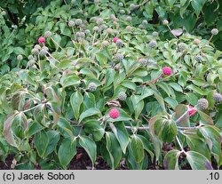 Cornus kousa ssp. chinensis Eurostar