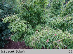 Cornus kousa ssp. chinensis Eurostar