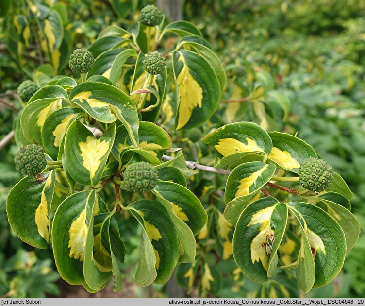 Cornus kousa var. kousa Gold Star
