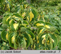 Cornus kousa var. kousa Gold Star