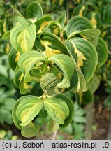 Cornus kousa var. kousa Gold Star
