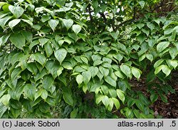 Cornus kousa var. kousa Weaver's Weeping