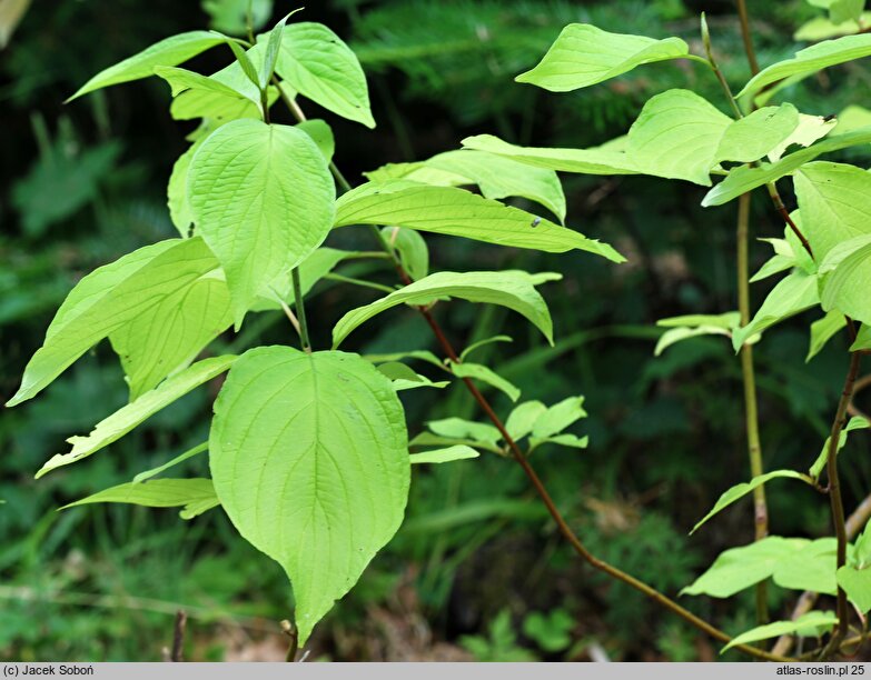 Cornus alba Aurea