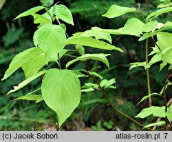 Cornus alba Aurea