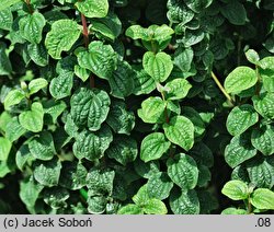 Cornus alba Hessei Erecta