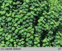 Cornus alba Hessei Erecta